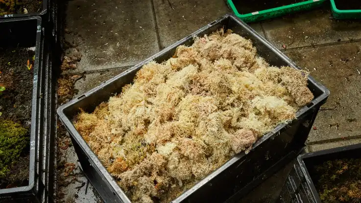 In einer schwarzen Kiste liegt büschelweise abgestorbenes und ausgeblichenes Torfmoos. 