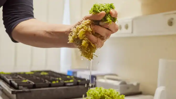 Eine Nahaufnahme zeigt eine Hand, die ein saftiges Büschel Torfmoos ausquetscht. 