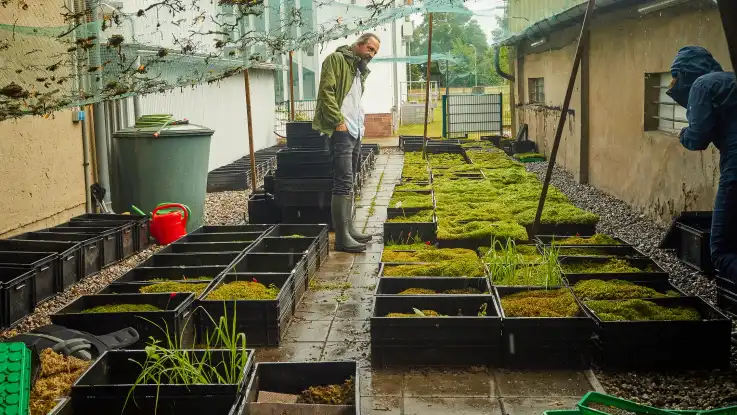 Ein Mann und eine Frau begutachten kleine Kisten voller Moos, die in einem schmalen, gut geschützten Innenhof stehen.