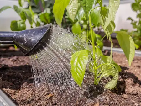 Nahaufnahme einer Gießkanne aus der Wasser auf eine kleine Paprikapfanze perlt.