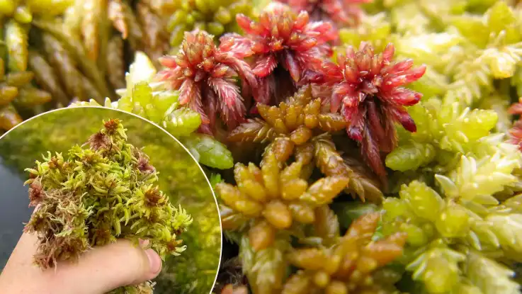 Eine Nahaufnahme zeigt die Beschaffenheit von Torfmoos: kleine Büschel aus dicht angeordneten Trieben mit grüner bis rötlicher Färbung. 