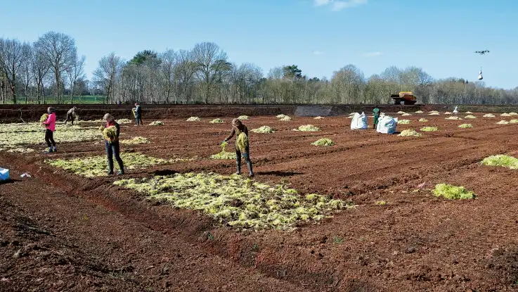 Einige Personen verteilen frisches Torfmoos auf einem Feld. Im Hintergrund schwebt die Drohne mit einem weiteren Plastiksack. 