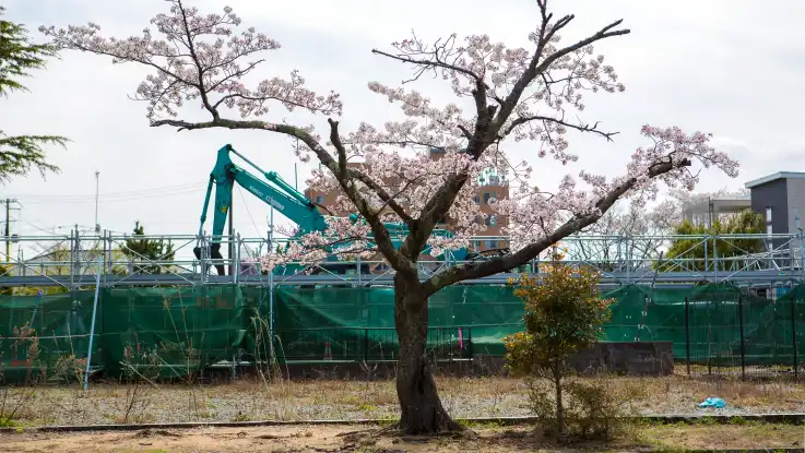 Vor einer Baustelle steht ein japanischer Kirschbaum, die wenigen verbliebenen Äste sind mit zartrosa Blüten behangen.