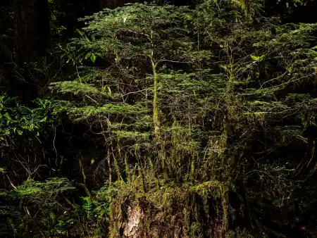 Aus einem großen abgestorbenen Baumstumpf ragen mehrere feine Äste und Triebe junger Bäume. 