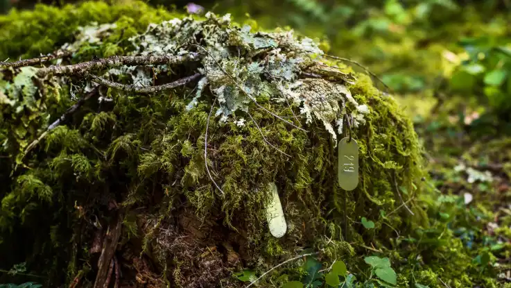 Eine Nahaufnahme zeigt zwei mit der Nummer 219 versehene Metallmarken, die an einem Baumstumpf befestigt sind. 