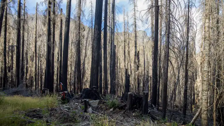 Ein Teil des Waldes erholt sich von einem Feuer: die Bäume tragen keine Nadeln und sind teilweise verkohlt. 