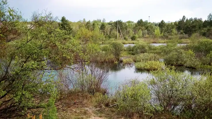 Eine Landschaftsaufnahme zeigt ein Feuchtgebiet samt Bruchwald. Dazwischen stehen noch Überreste der alten Infrastruktur. 