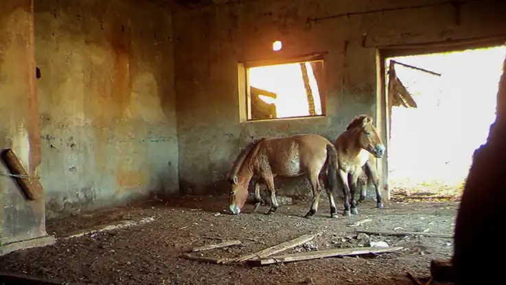 Zwei rostbraune, nicht allzu große Pferde suchen Schutz in einer Häuserruine – von draußen scheint warmes Sonnenlicht herein. 