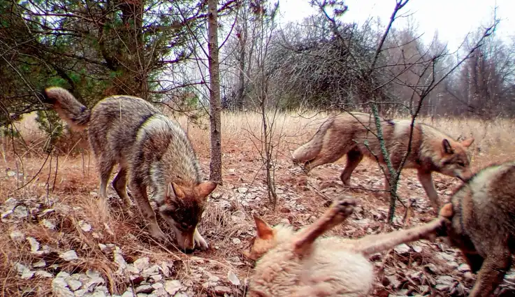 Ein Rudel Wölfe auf seinem Streifzug durchs Gelände. Während sich ein Tier auf dem Rücken wälzt, schnüffelt ein anderes am Boden. 