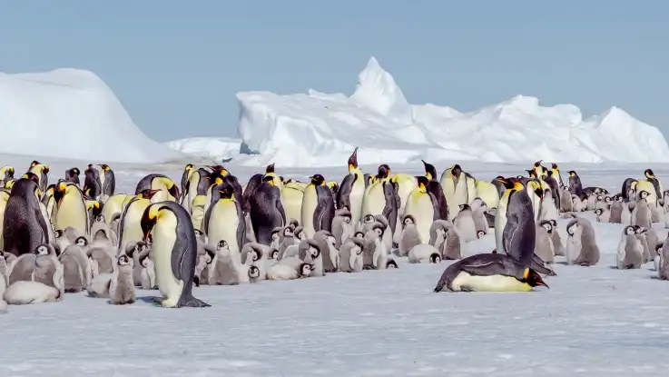 Auf einer Eisfläche stehen hunderte Pinguine mit ihren Küken.