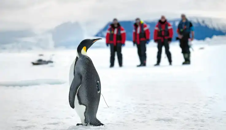 Ein Pinguin wurde mit einem Sensor versehen. Neugierig aber auch voller Vorsicht blickt er zu den Polarforschern.
