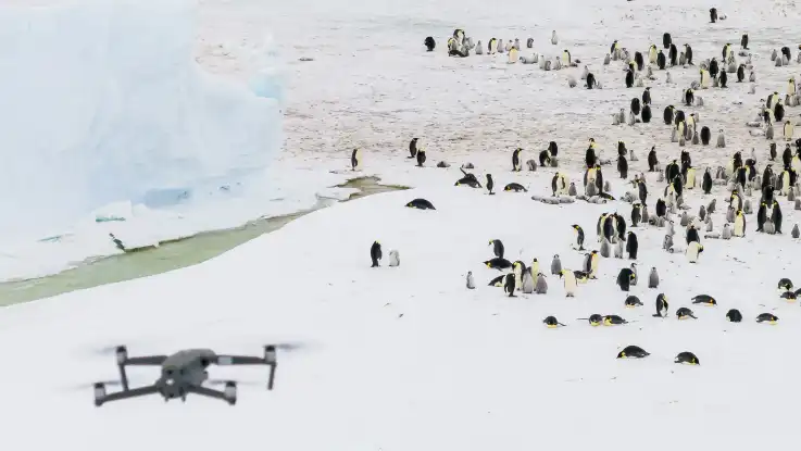 Eine Drohne schwebt über einer Gruppe von Pinguinen, der Schnee ist stellenweise bräunlich gefärbt. 