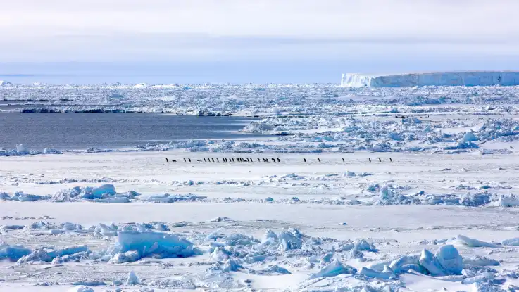 Aus der Ferne: Einige Pinguine bewegen sich im Gänsemarsch durch eine menschenfeindliche Landschaft aus Eis, Schnee und Wasser.