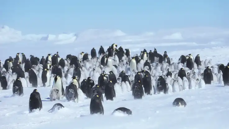 Eine Gruppe Kaiserpinguine steht eng aneinander gedrängt im Schnee, zwischen den ausgewachsenen Tieren stehen deutlich kleinere, mit grau-weißem Gefieder.