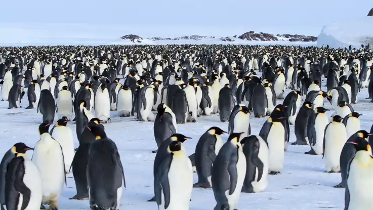 Landschaftsaufnahme: Eine riesige Pinguin-Kolonie harrt auf einer weiten Ebene aus, die von einigen Felsen und und Eisbergen begrenzt wird.