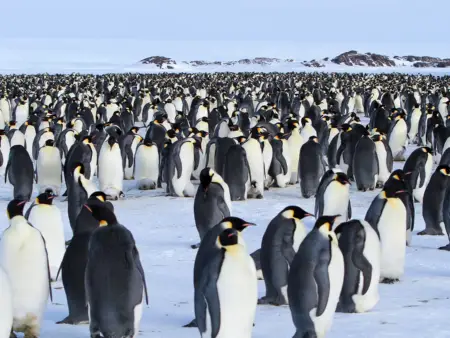 Eine riesige Pinguin-Kolonie harrt auf einer weiten Ebene aus, die von einigen Felsen und und Eisbergen begrenzt wird.