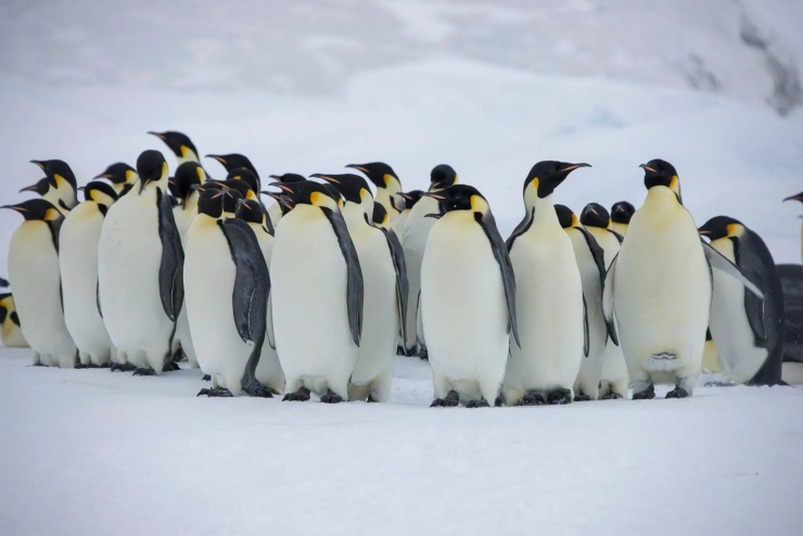 Eine Gruppe von Pinguinen steht nah beieinander im Schnee. 