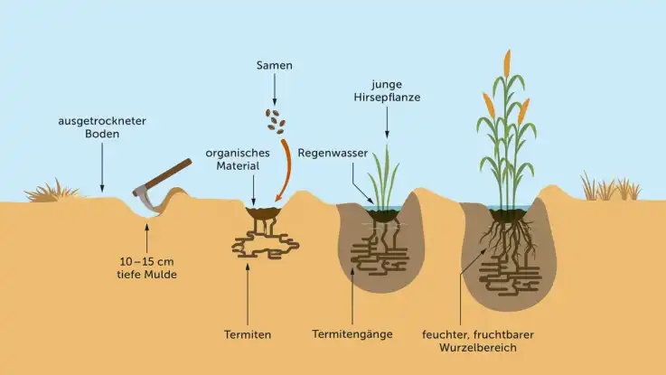 Eine Illustration zeigt die Schritte einer landwirtschaftlichen Methode zum Anbau von Hirse, bei der Termiten zum Einsatz kommen.