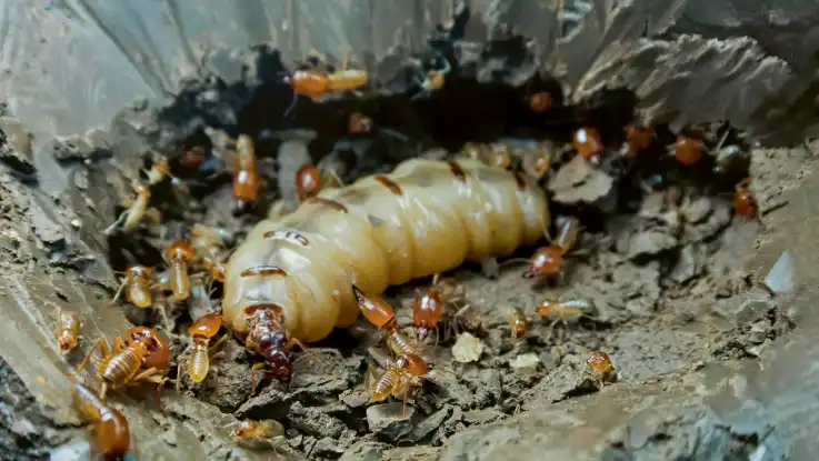 Ein großes, wurmartiges Insekt wird von zahlreichen kleineren Insekten umgeben. 
