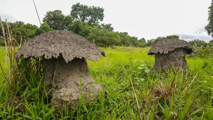 Dunkelbraune Gebilde aus Erde mit schirmartigen Überbau stehen inmitten einer saftigen Wiese. 