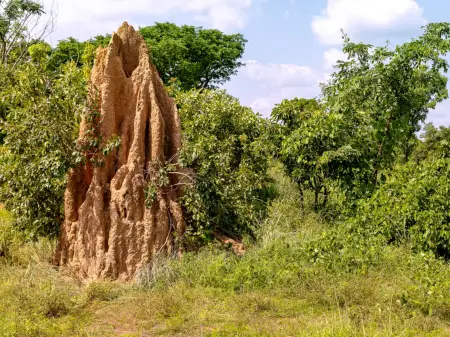 Ein beeindruckender Termitenbau aus gelbem Sand in einer üppigen grünen Landschaft.